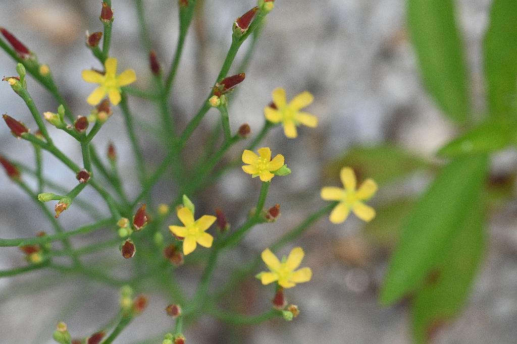 2025-08049933 Broad Meadow Brook, MA.JPG - Orange-grass St. John's Wort (Hypericum gentianoides). Broad Meadow Brook Wildlife Sanctuary, MA, 8-4-2025